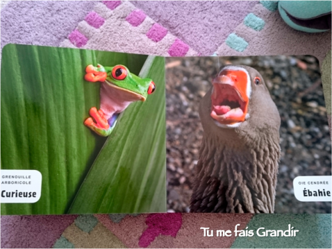 mon-premier-imagier-des-animaux-1