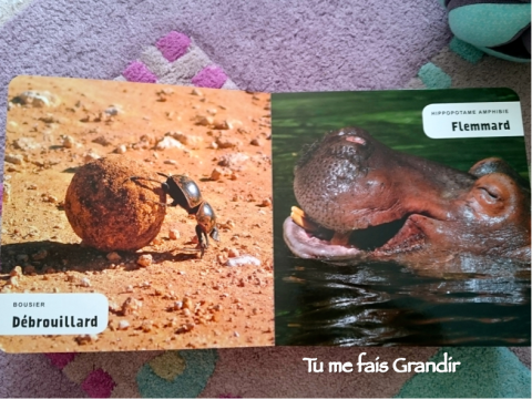 mon-premier-imagier-des-animaux-3