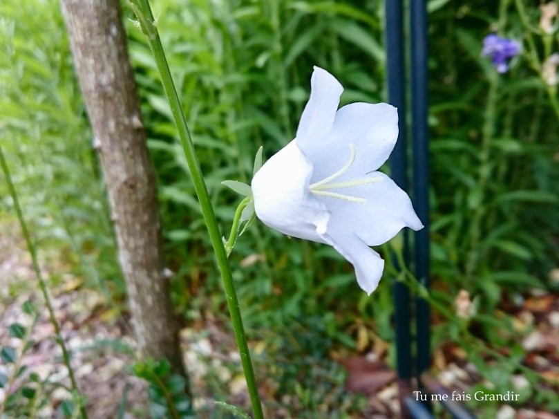 campanule blanche