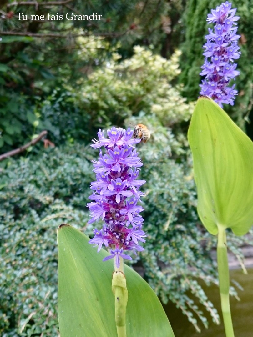 Ponderite a feuilles cordees
