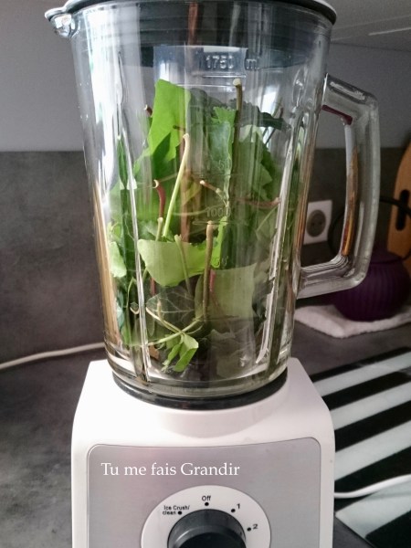 lessive lierre mixeur feuille entiere