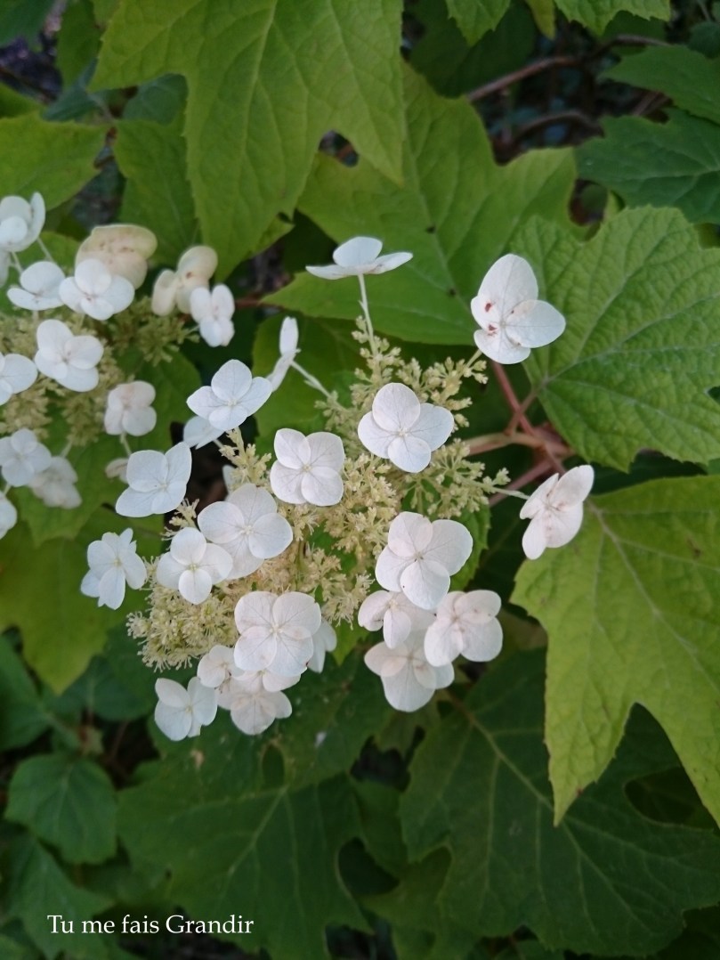 Hortensia blanc