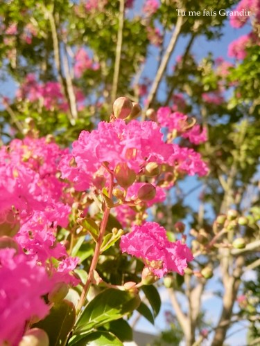 lilas des indes detail